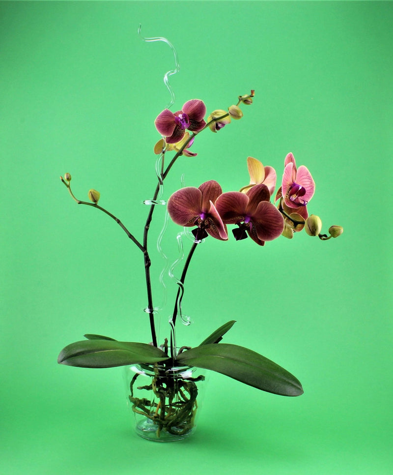 Orchideentopf,  Borosilikat 7 cm , klar